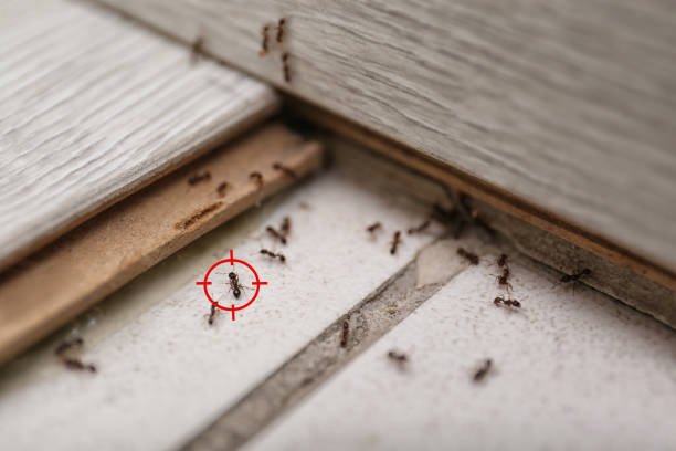 Best Ant Control Services  in Meadow Les, AK