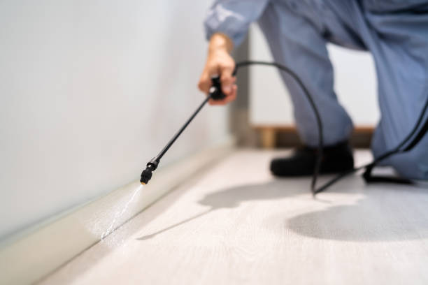 Best Termite Control Services  in Meadow Les, AK
