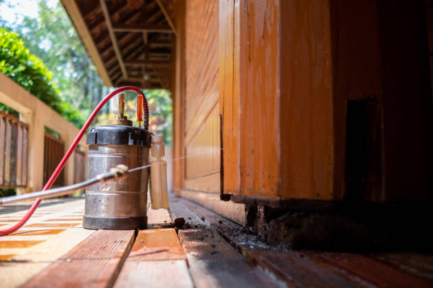 Best Wasp Removal Services  in Meadow Les, AK